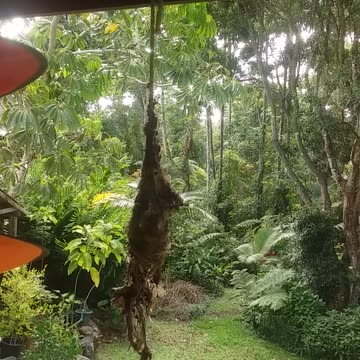 9.11.2024 Yellow-bellied Sunbird (3)