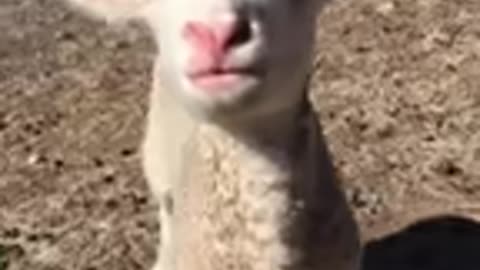Before & After Animals Growing Up. 🤤| Animal Transformation Amazing