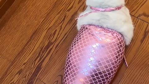 Mermaid cat 😍