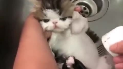 Cutest Baby Dog and Cat - Cute and Funny Dog Videos