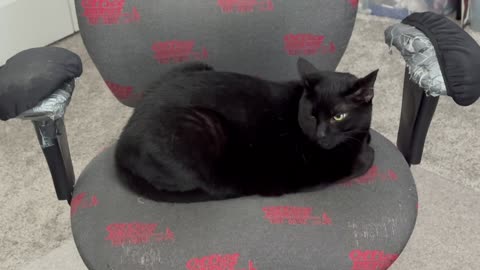 Adopting a Cat from a Shelter Vlog - Cute Precious Piper is Wonderful Sight in the Morning