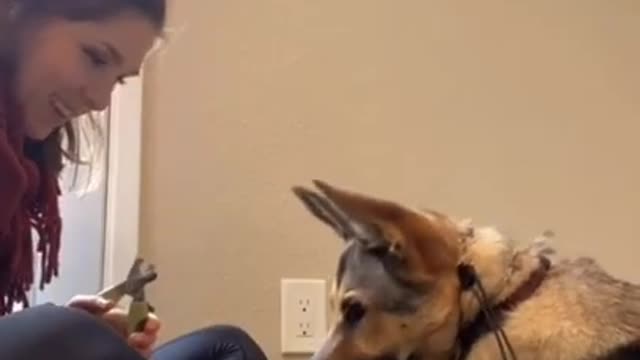 Smart Dog Training Video 🐶 _ Dog Training Tricks 🐕 _ Dog Training 🐾 _ #shorts # dog #dogtran
