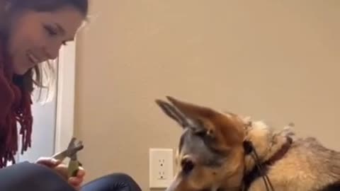 Smart Dog Training Video 🐶 _ Dog Training Tricks 🐕 _ Dog Training 🐾 _ #shorts # dog #dogtran
