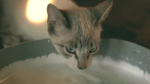 cat drinking milk