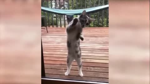 Dogs and Cats, Baby Pets Funny Videos.