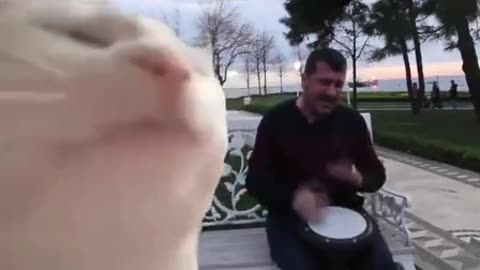 Котяра флексит