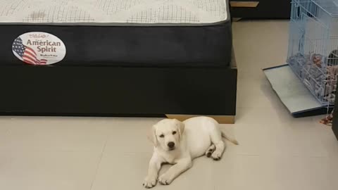 Pet dog