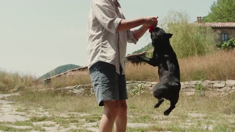 Dog Puppy Pet Animal Reaction Catching Playing Toy with a Man
