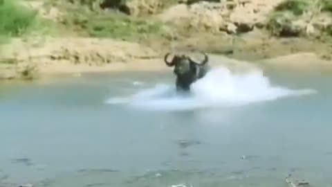 Loins Attack Buffalo