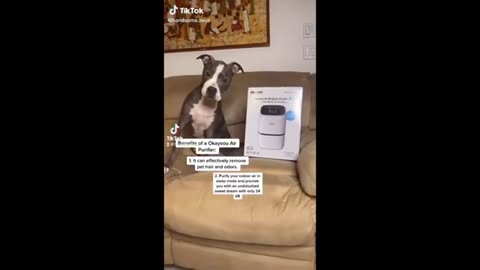 Funny animal