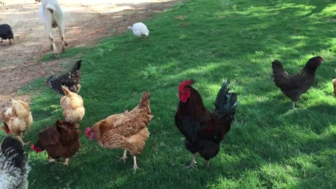 Beautiful hen