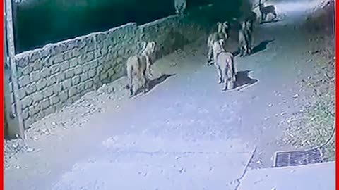 Lions walking down an empty street