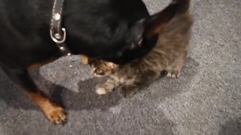 cat plus black dog