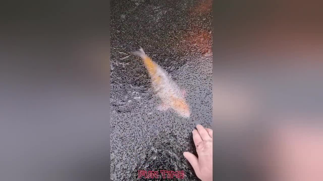 funny videos