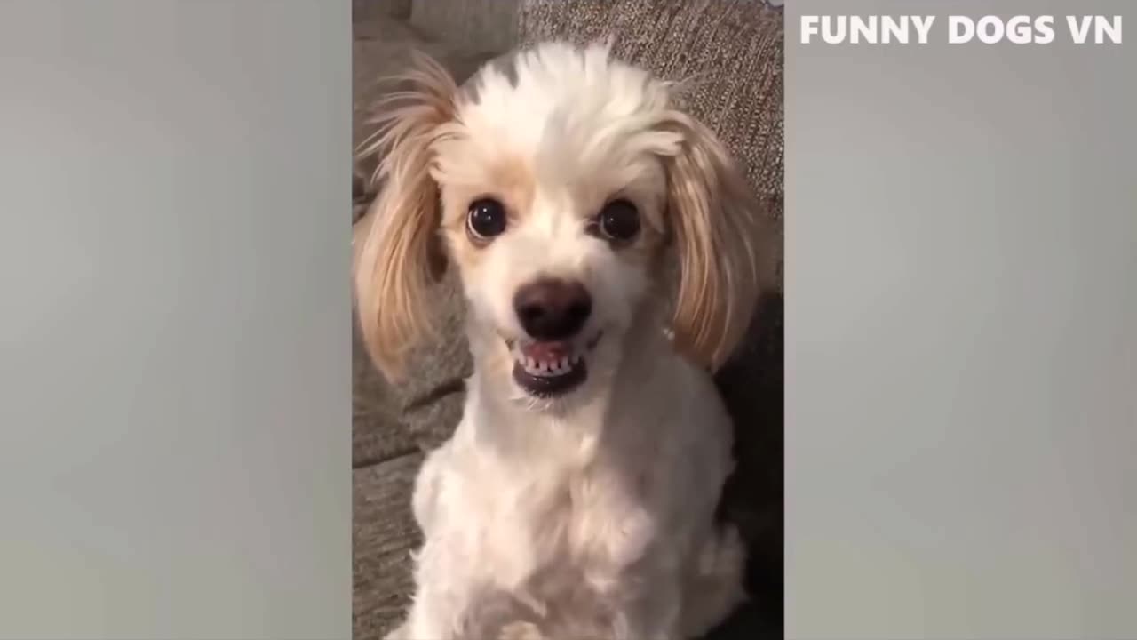 Best Funniest Animals 2023 😍 Funniest Dogs And Cats Videos 🐱🐶