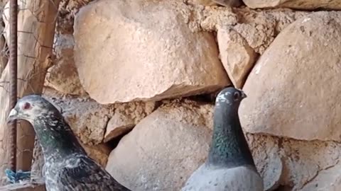 pigeon