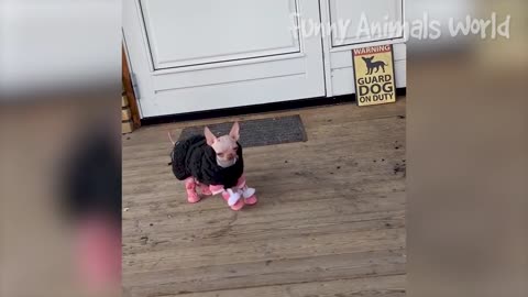 funniest cats and dogs' video hahaha