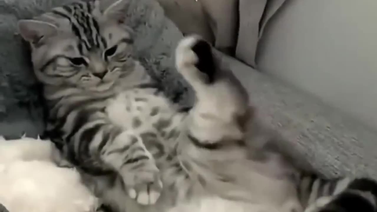 �� Funny cat videos _ cute cats _ Try not to laugh _ Cat videos Compilation #shorts ��