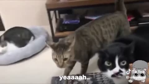 cats can speaking English better than Human, Cats talking !!