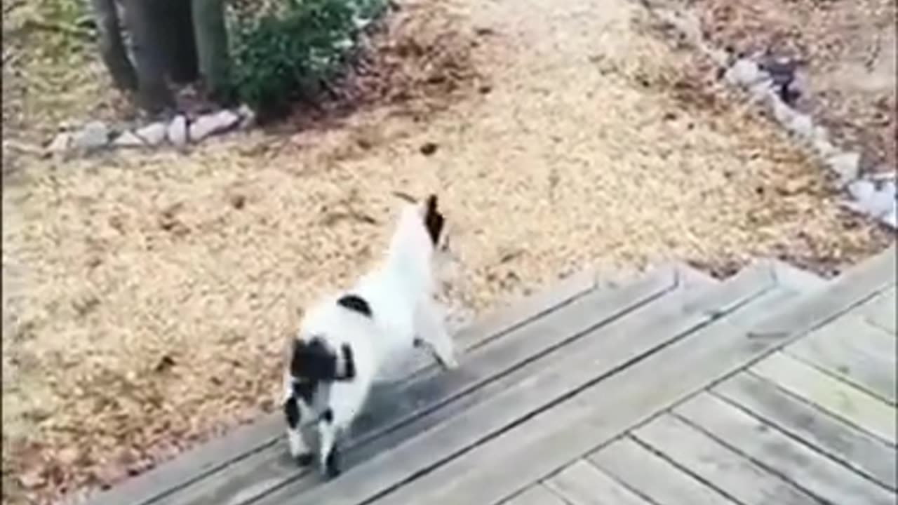 Cats being cats!