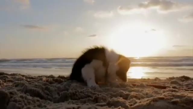 The Most Cute Baby Dogs