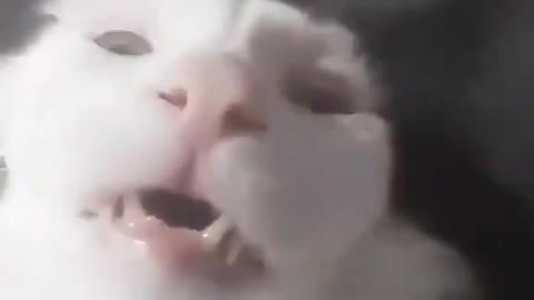 CAT BAD GATINHO RAIVOSO