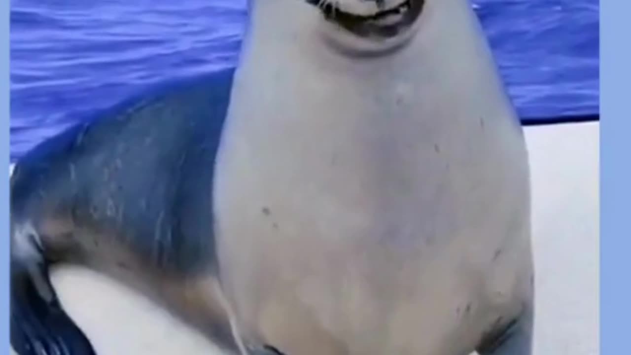 funny dogs and cats videos🐱🐕,funny animalm videos 2023, funny videos