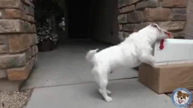 smart dog