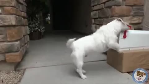 smart dog