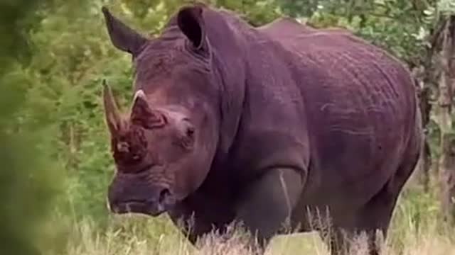 Is this a white rhino? A rhino