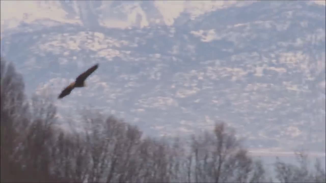 All About Bald Eagles for Kids: Animal Videos for Children - FreeSchool