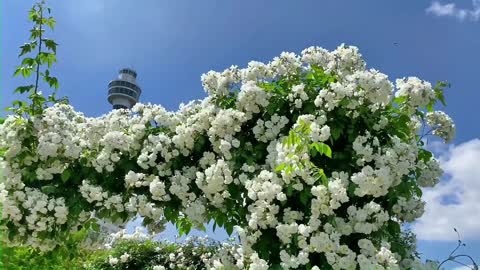 What's going on in the mountains? Pine-flower wine, spring tea.