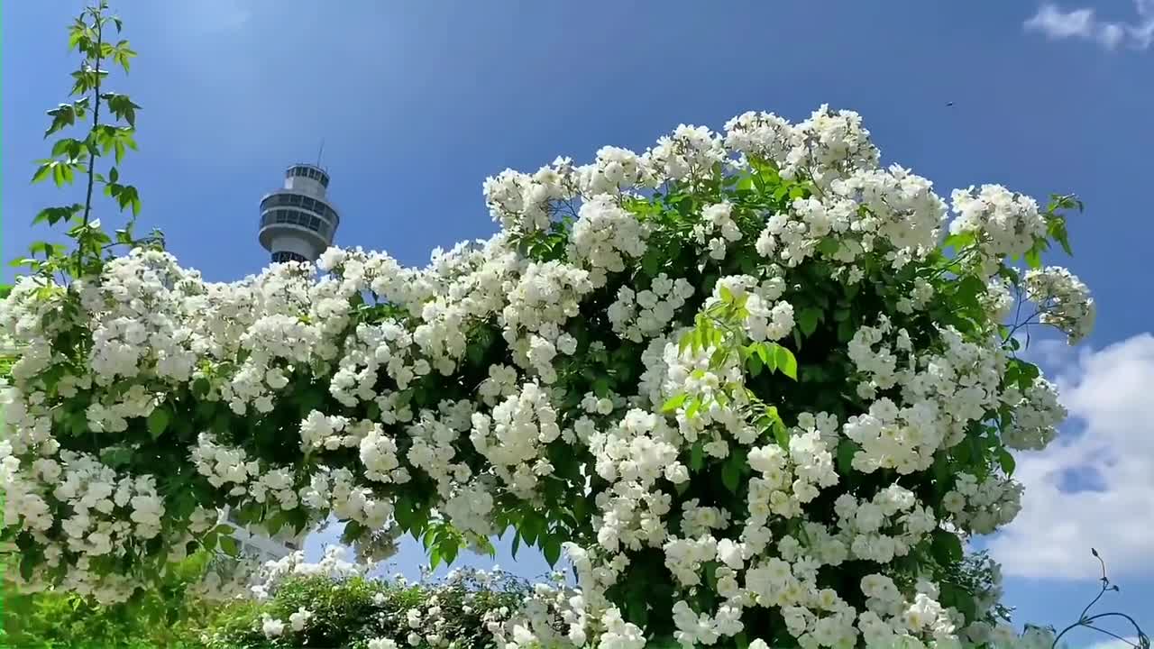 What's going on in the mountains? Pine-flower wine, spring tea.