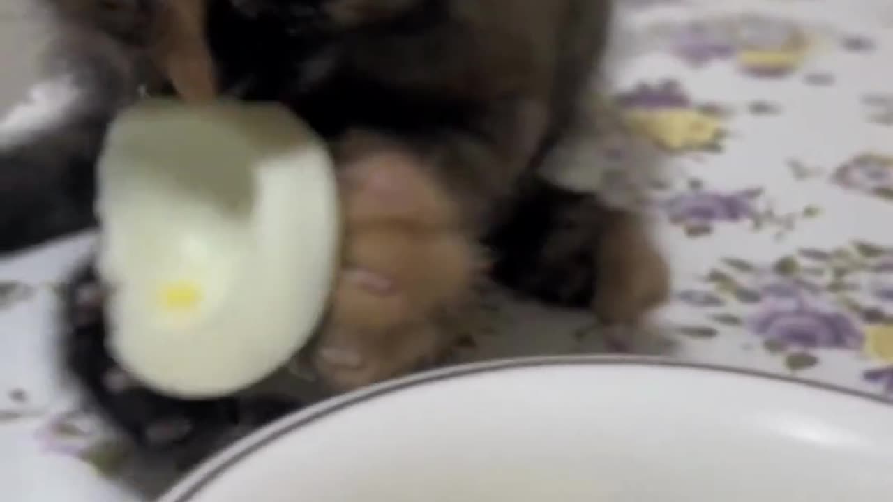 Cute cat & funny cat 😂😂 #cutecat #funnycat