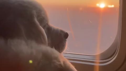 Billy travels in a private plane, watch the top of elegance