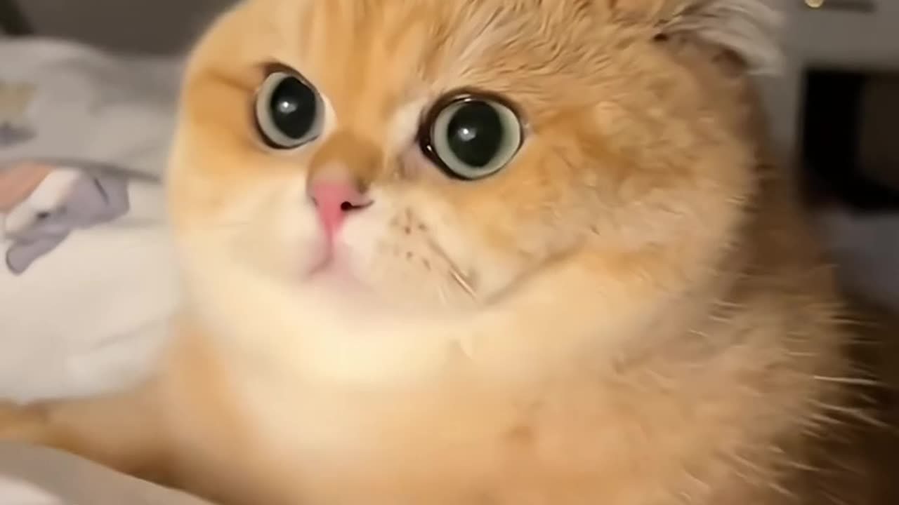 Funny Cats Very Cute videos