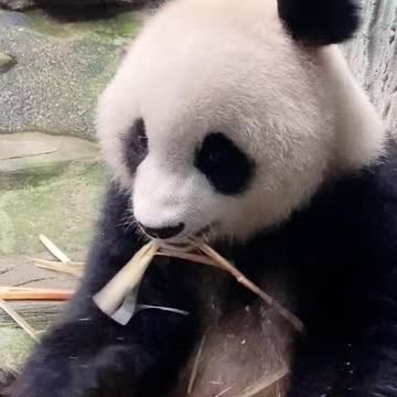 Giant Panda: have you eaten bamboo shoots 🐼
