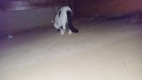Funny cat video, cat playing with mouse