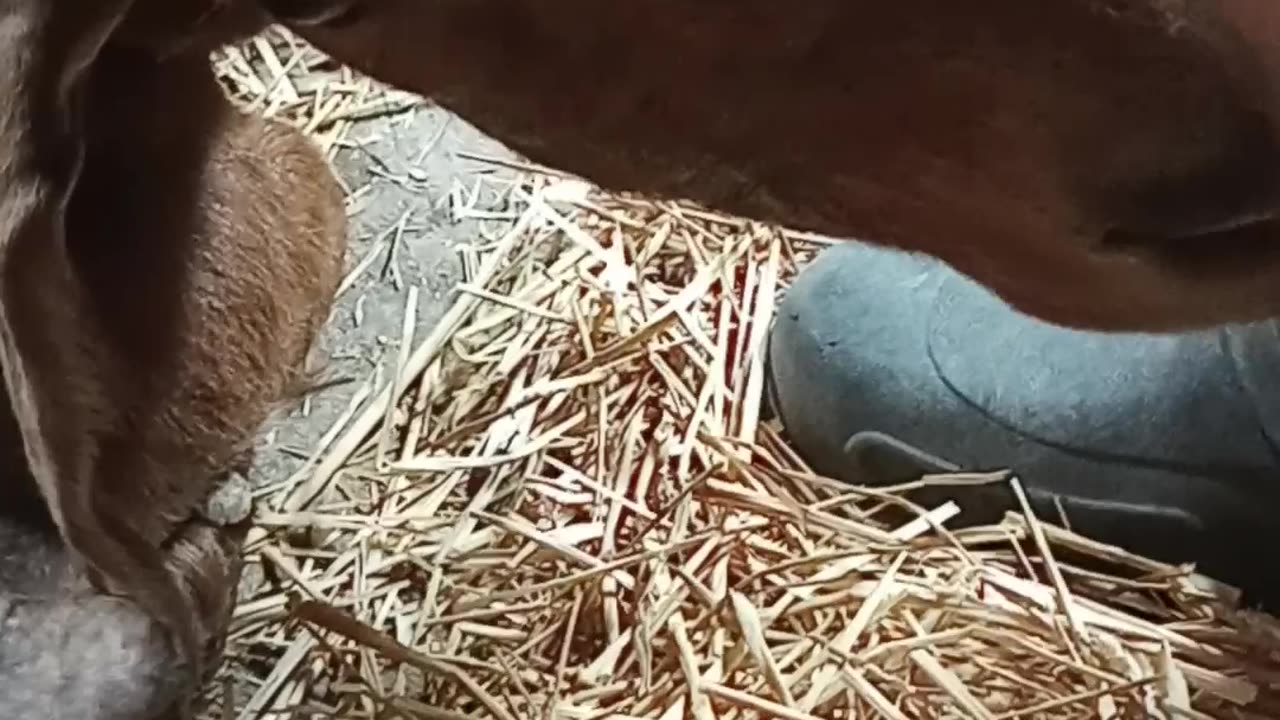 Boer goat being delivered