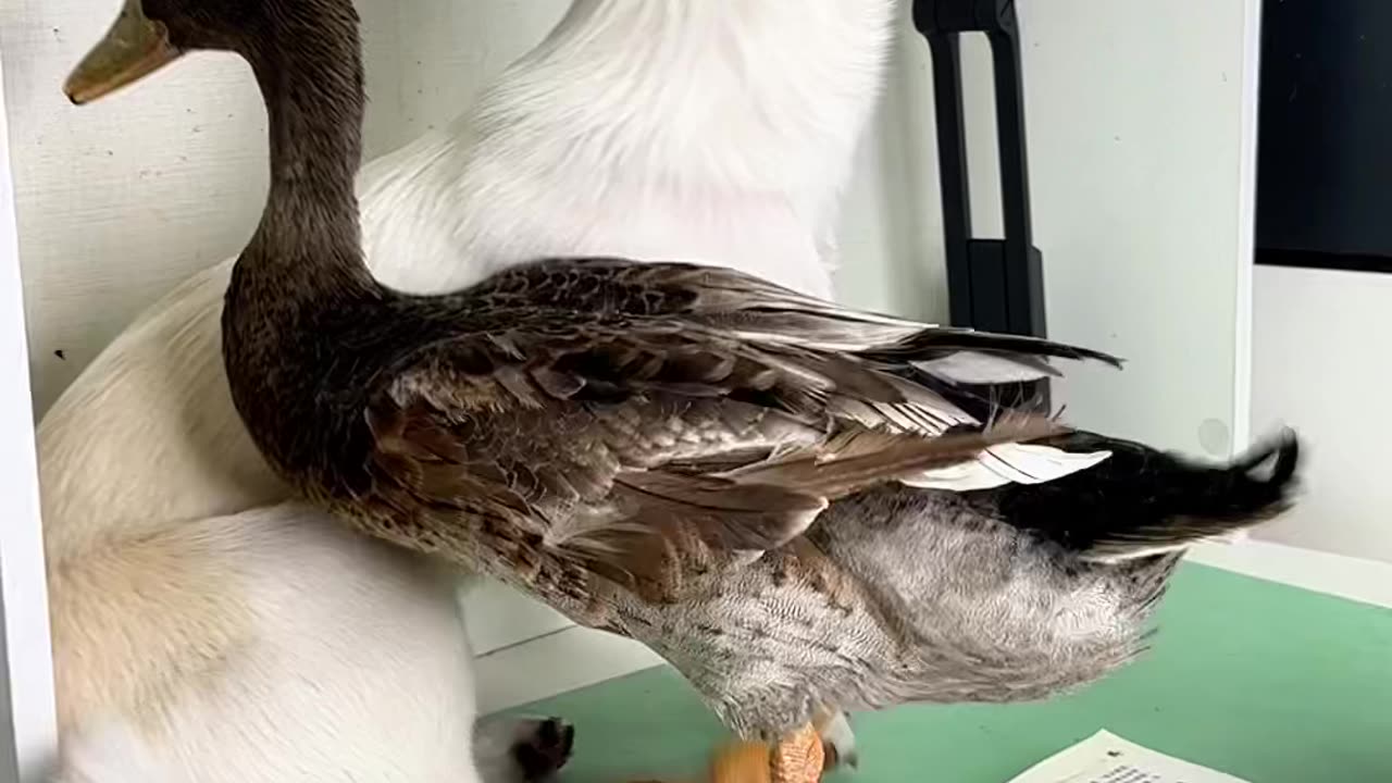 Cute animal - Part 1