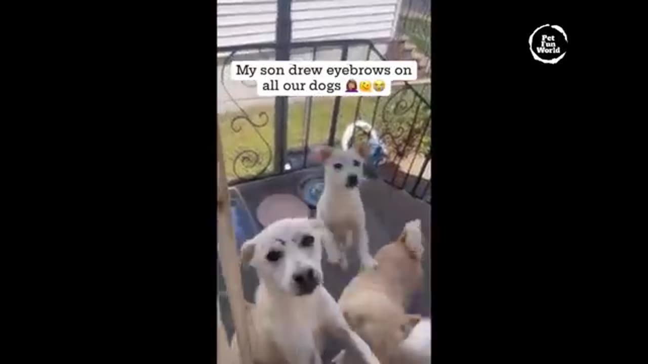 Funniest Animals 2023 😂 New Funny Cats and Dogs Videos 😻🐶 Part 18