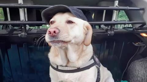 Funny Dogs, Cats and Animals Videos TRY Not to Laugh! # 91!