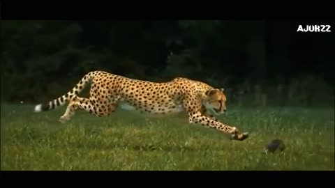 Fast tiger running after prey🐅🐅🐅