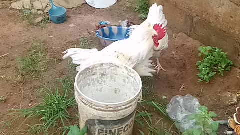 Cock fight