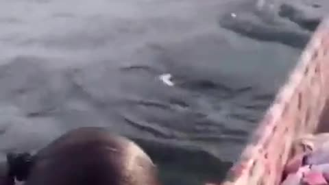 Shark appear suddenly