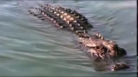 animais selvagens