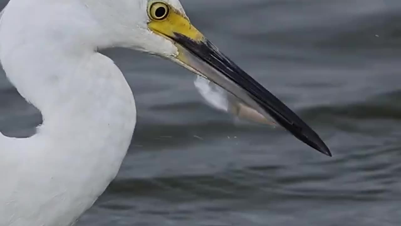 Snowy egret shows no mercy on struggling fish🐟!!😱