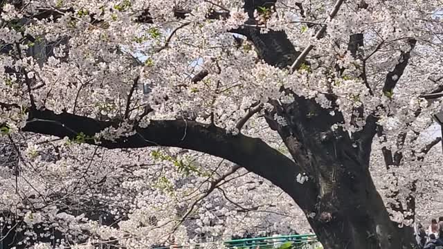 Tokyo, Japan, Naka Meguro, Sakura Blossom 2021
