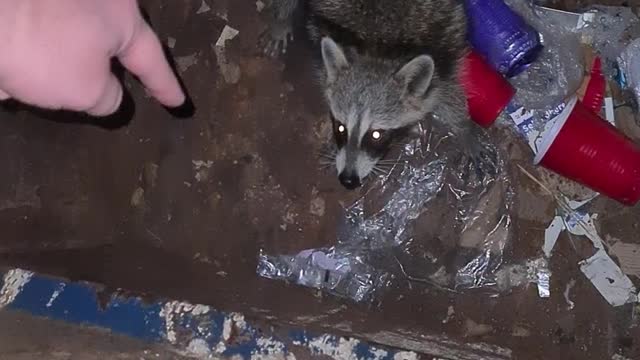 Trash Panda Gets a Lift