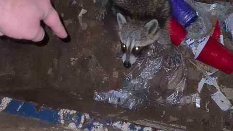 Trash Panda Gets a Lift